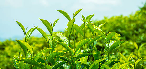 Green Tea Leaves Green Tea Leaves